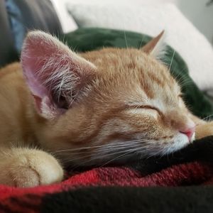 Meet your Posher, Clinton